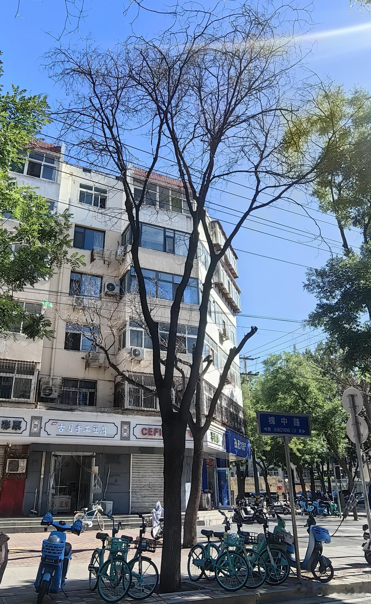 【正值盛夏绿意盎然 石家庄槐中路多棵行道树干枯存隐患】2026年6月9日，走在石