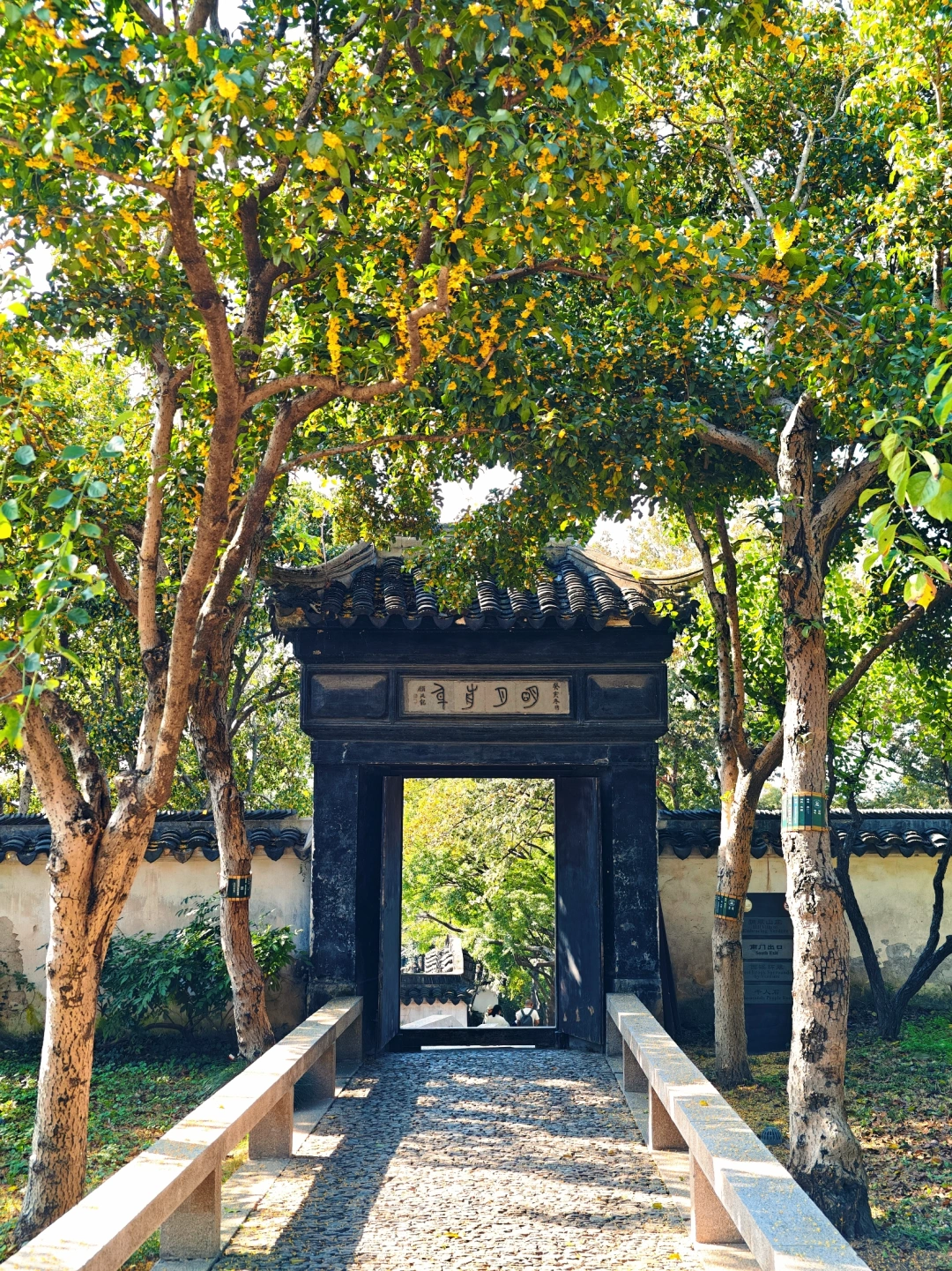 11.5虎丘山秋色live实况🍂半山诗意