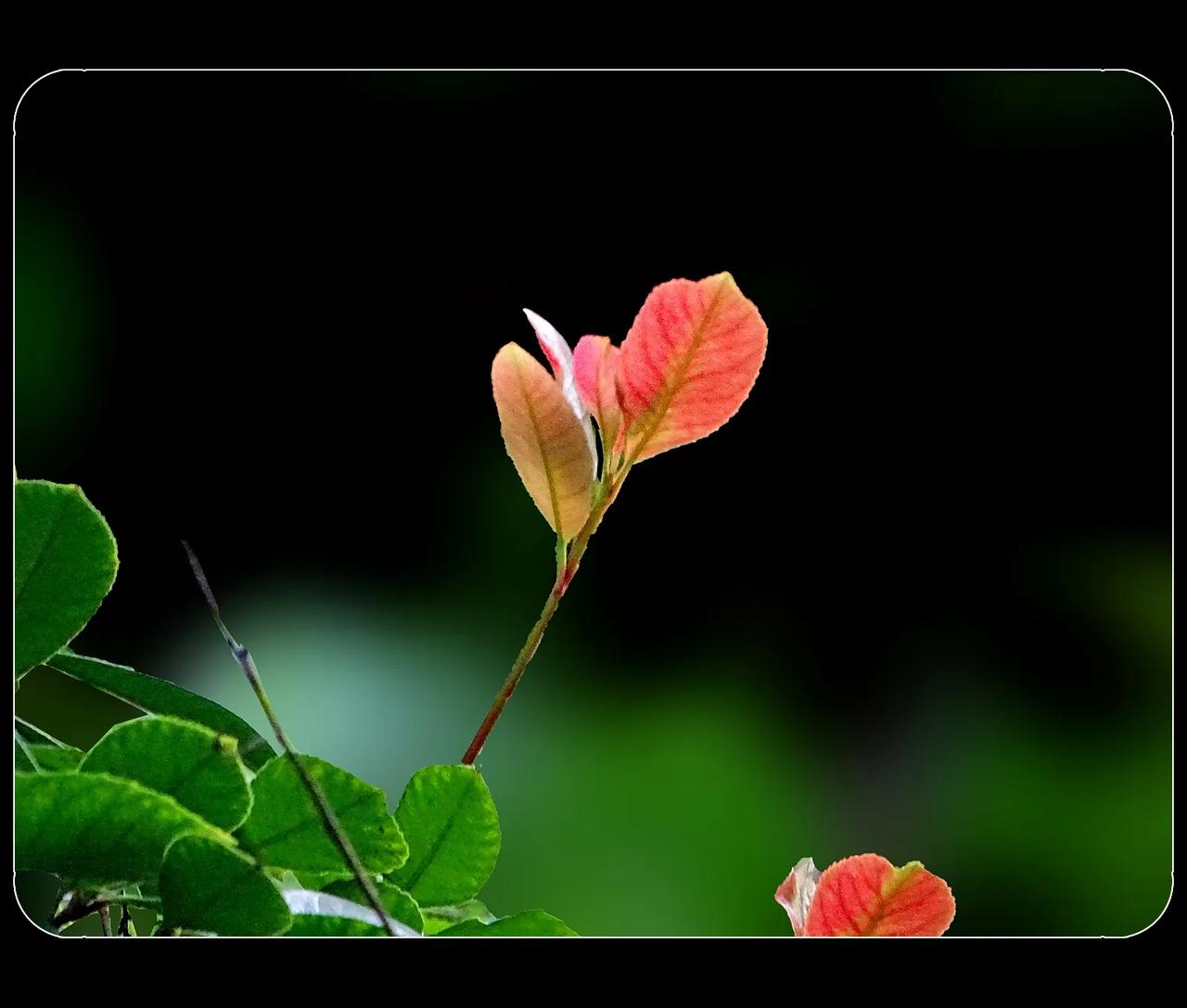 《杂拍花花草草》

【原创】
  #中国摄影圈#  #花花草草#