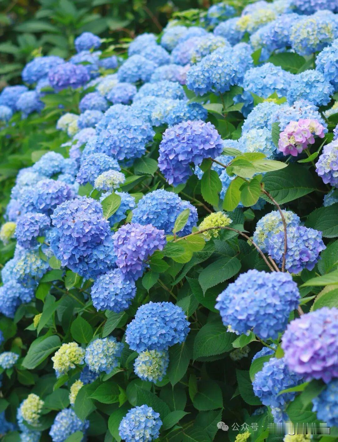 📍秦岭国家植物园·秦岭花谷｜西安夏日天花板无尽夏花海！谁懂！秦岭花谷藏了整片莫