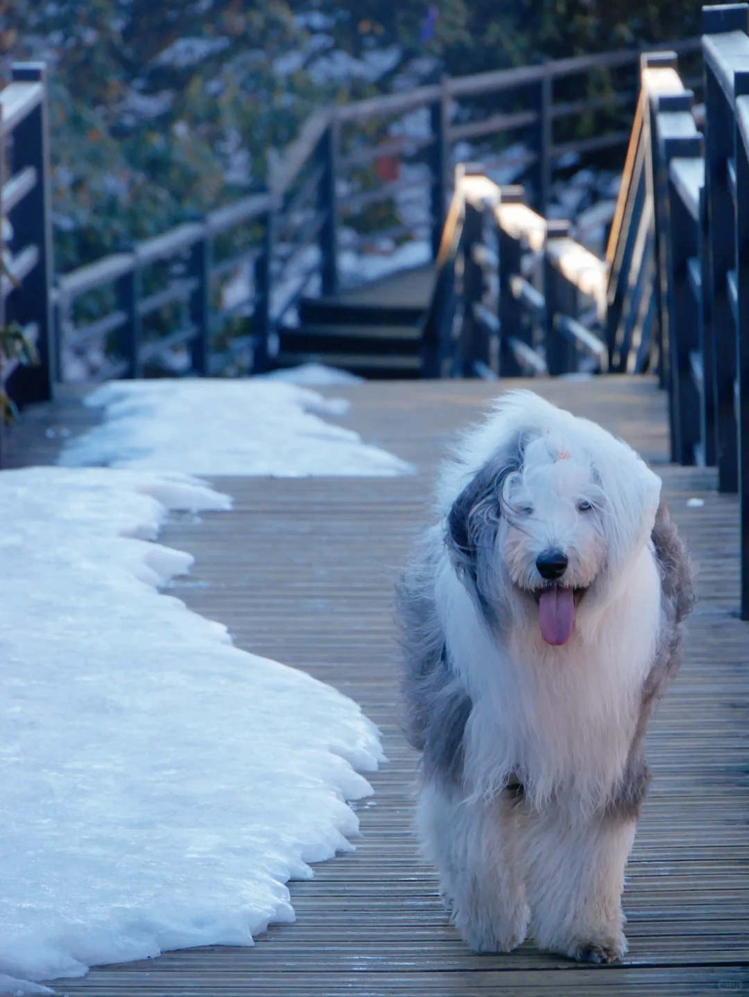 Hi I'm Chinese dog,nice to meet u❤️