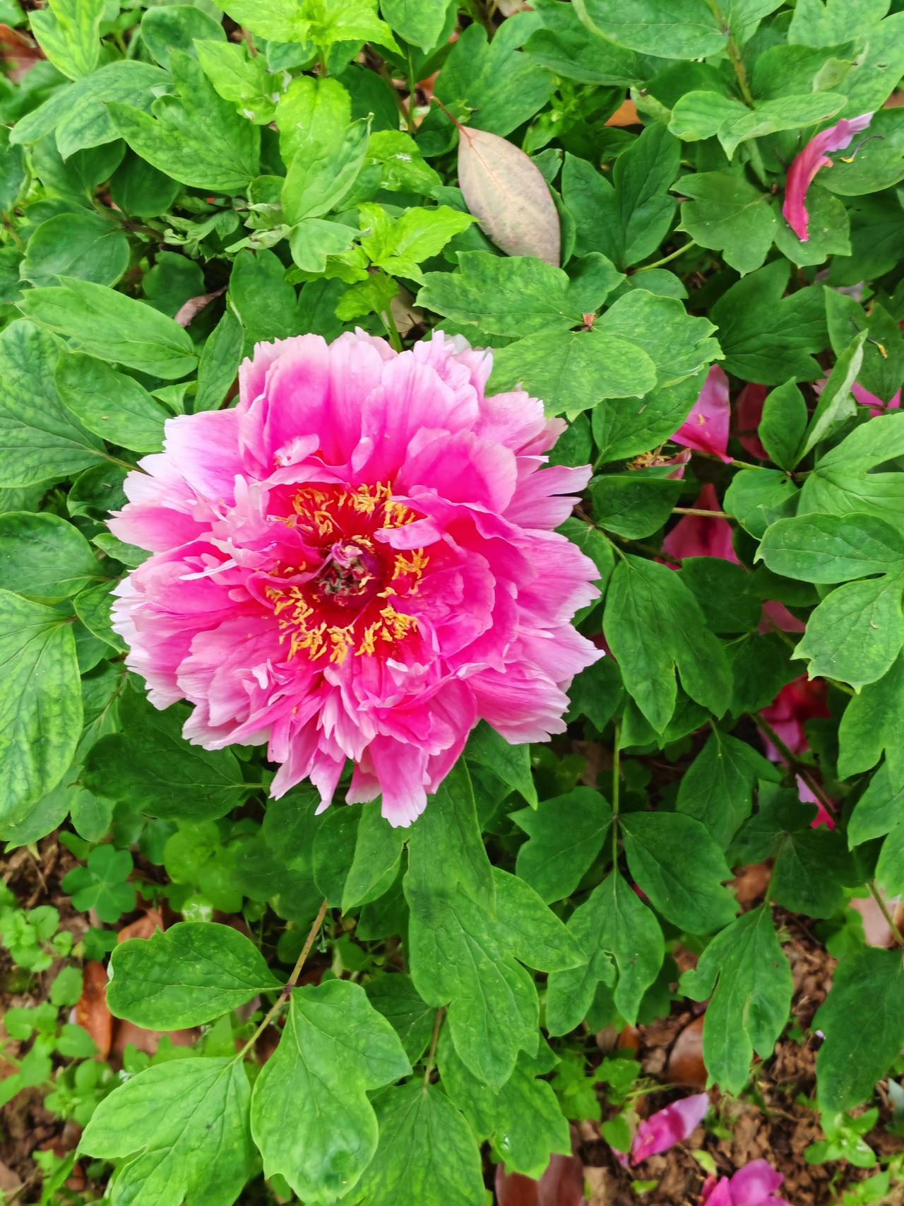 2024年春天，华科大牡丹园迎来高光时刻。韵苑花田与青年园北入口，郑州、洛阳校友