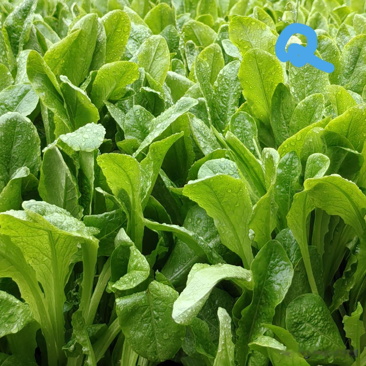 适时，适温，适湿，更重要的是适地，适人！那叫天时，地利，人和！

种地人，不懂二