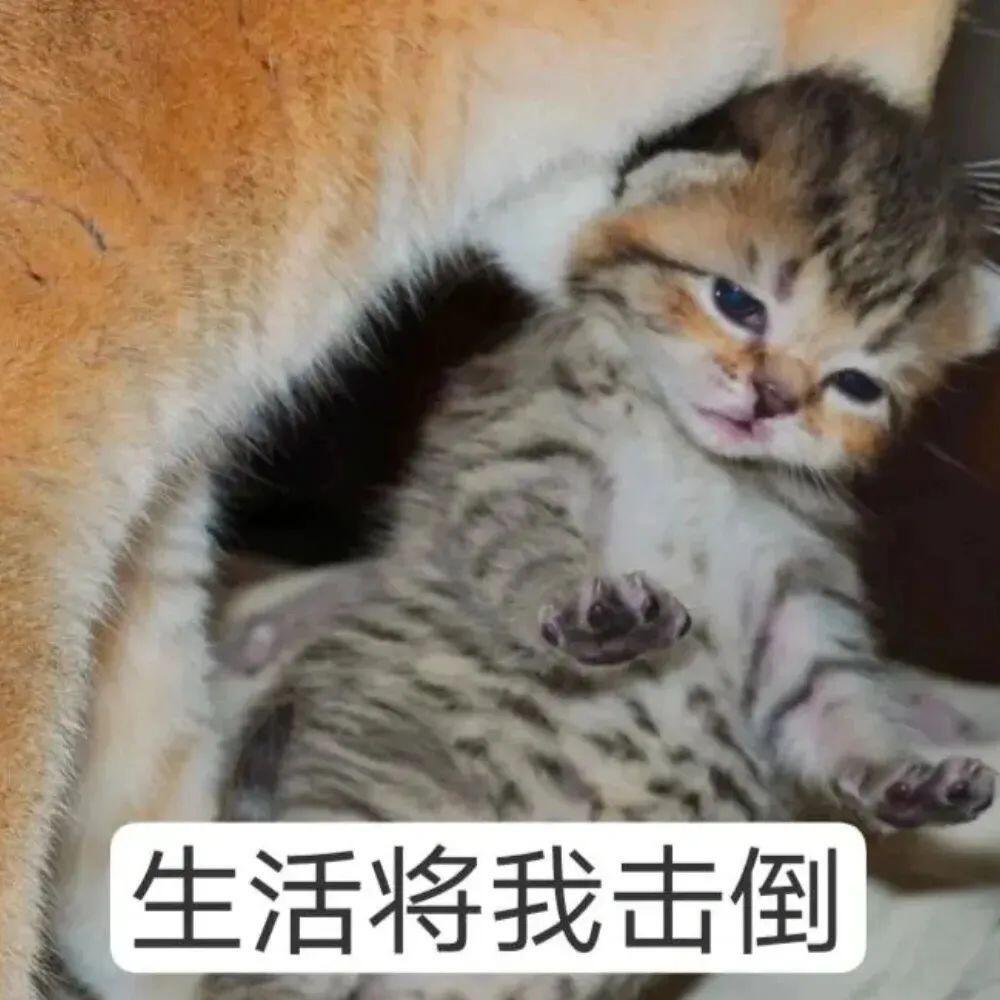 学校软件能统一一下吗[哼]签到用学习通 跑步用步道乐跑 请假用企业微信 洗衣服用