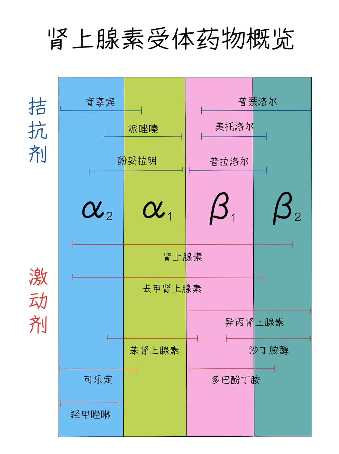肾上腺素受体药物概览
