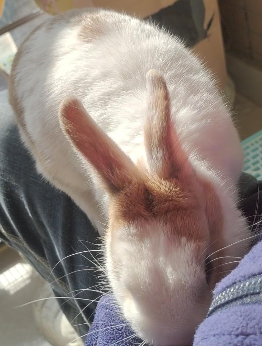 昨天跟家里通电话，告诉爸妈过年独自留守杭州的兔子嗝屁了，不知道什么原因。我爸分析