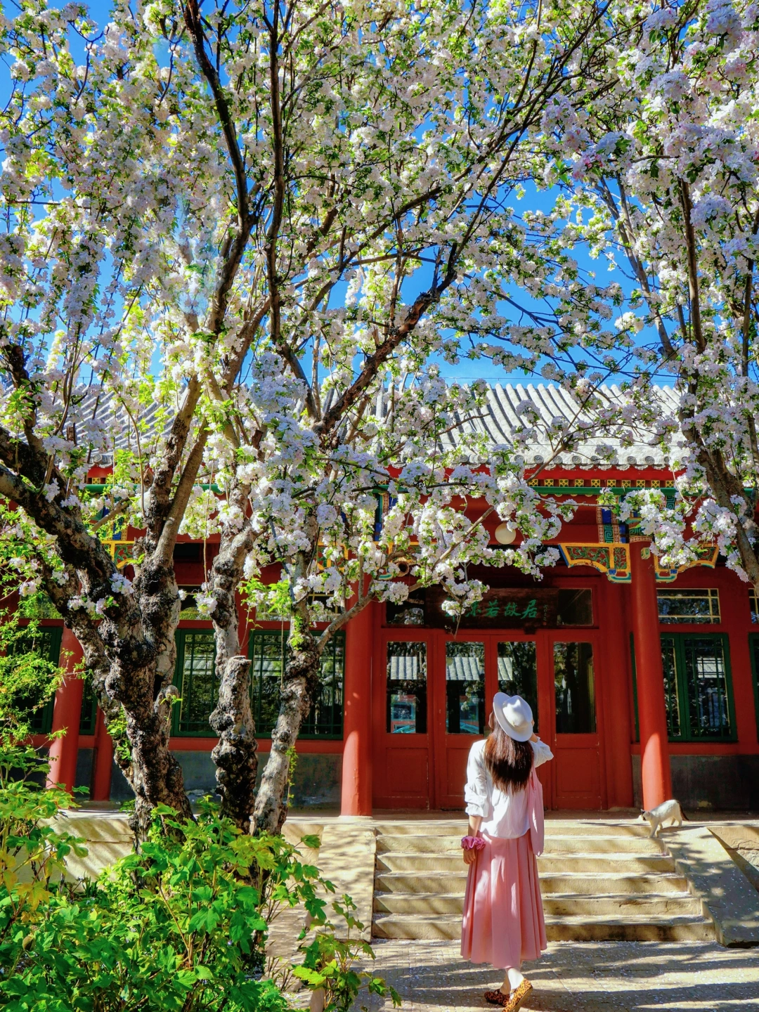 4.5Live🌸郭沫若故居海棠盛花期！人少速冲！！