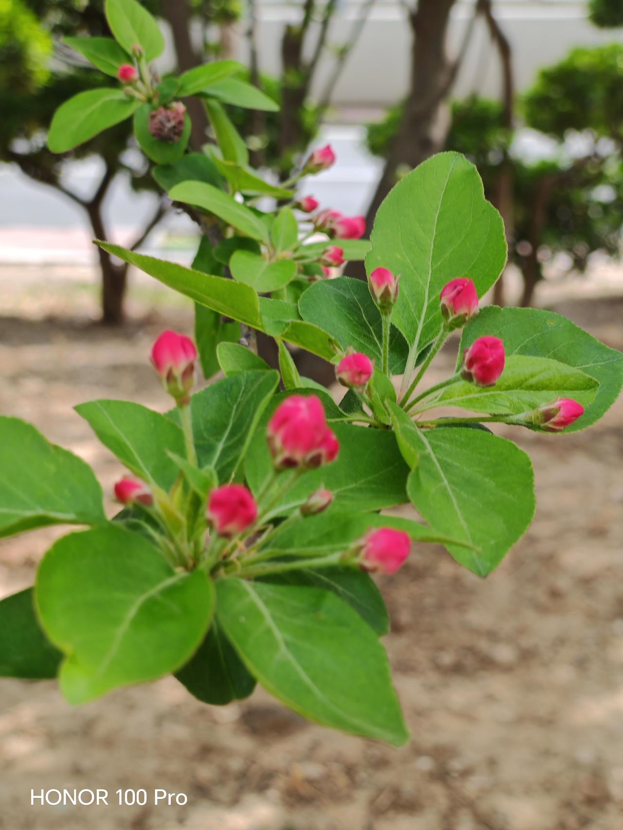 春日生活打卡季 粉嫩花苞，绿意盎然，自然之美尽收眼底。