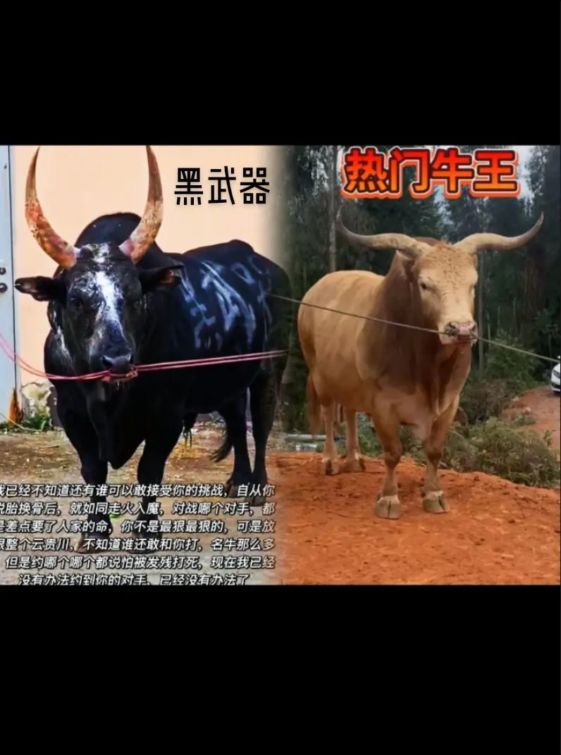 斗牛界两位美男子，也是偶像