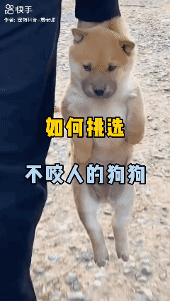 如何挑选不咬人的狗
 养狗经验分[赞]