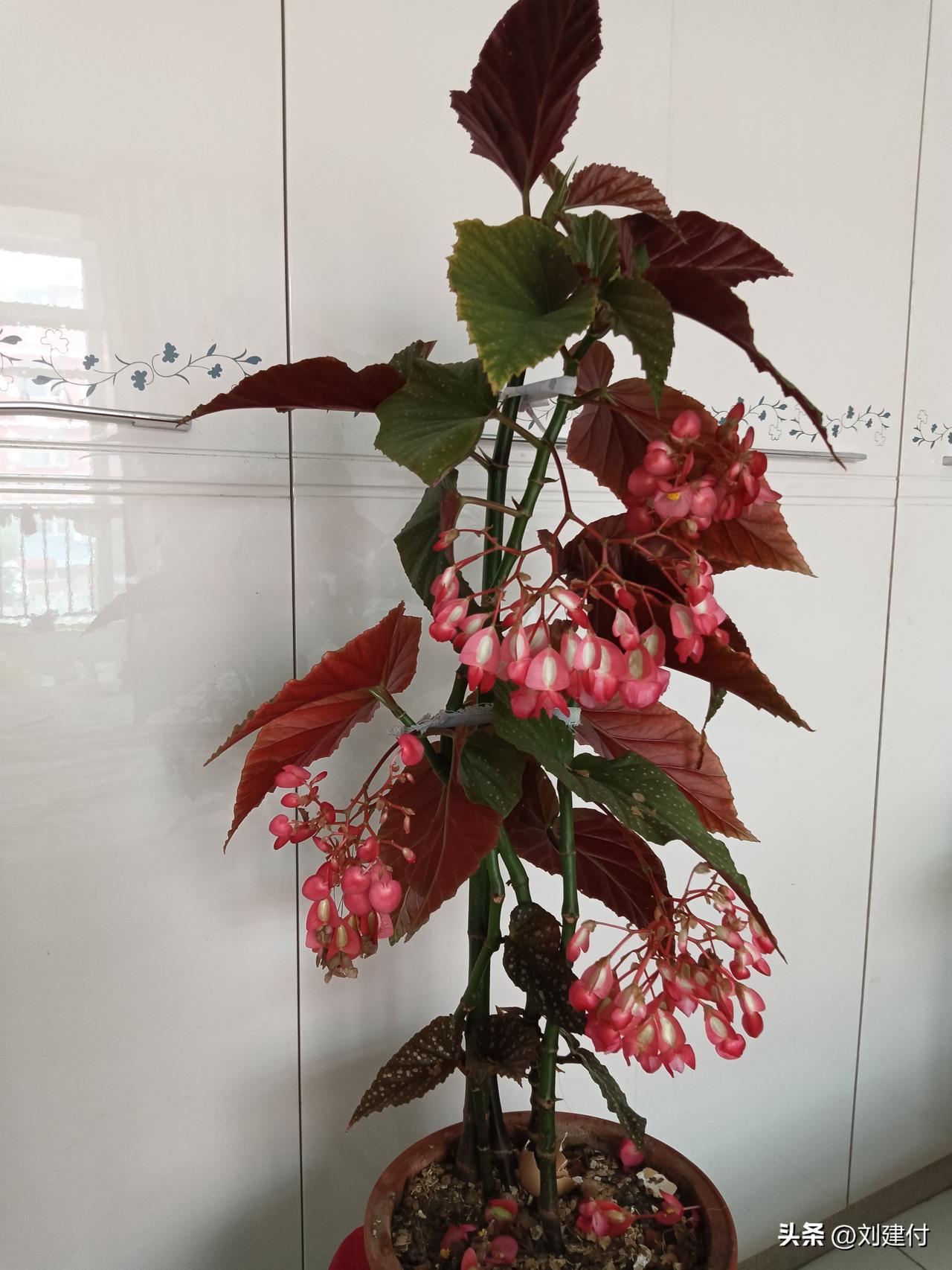 分享相册里最美的花海裳花