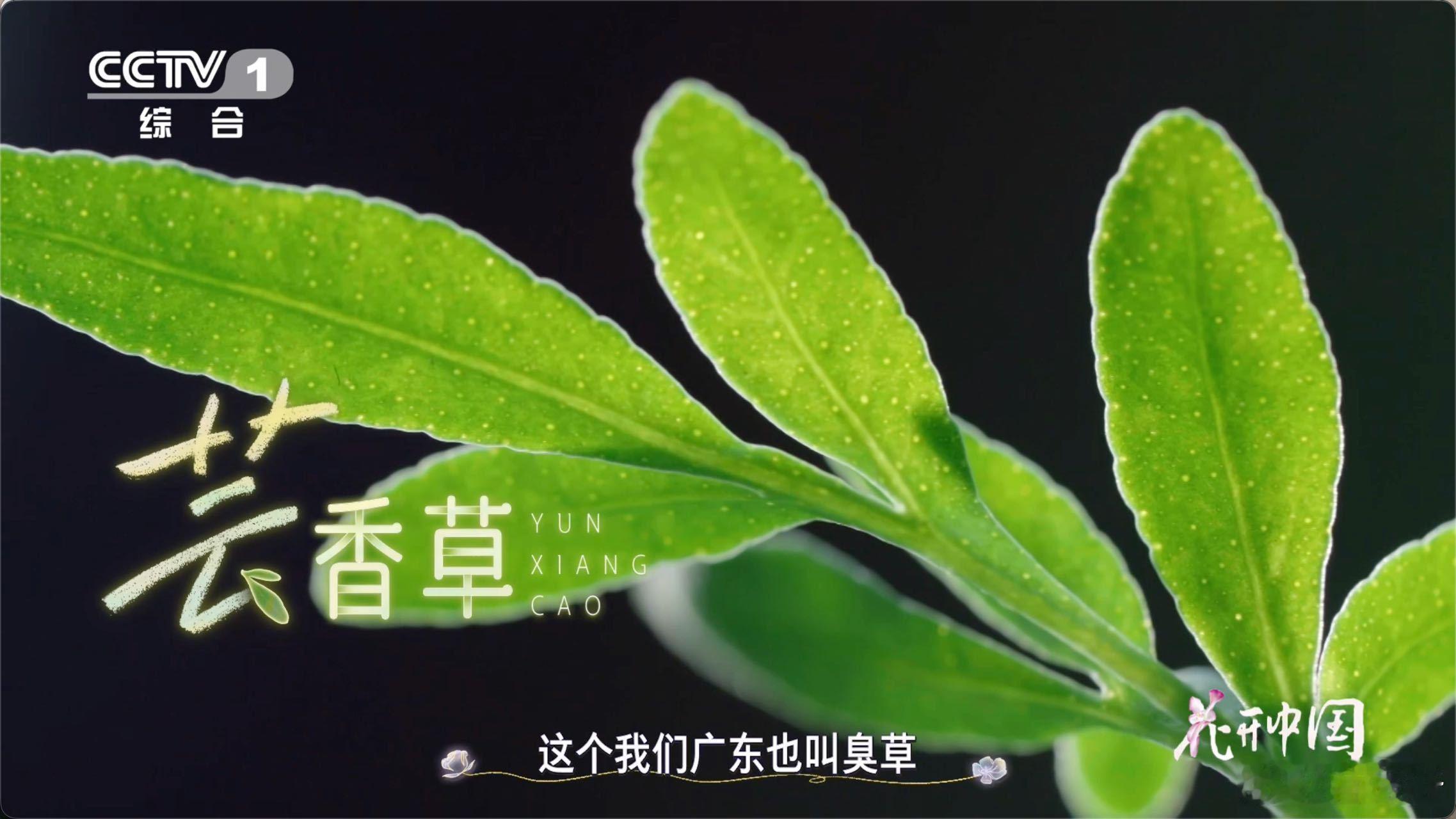 食物名字的反差感 广东绿豆沙里的臭草必须榜上有名！名字听着一股子怪味，加进糖水里