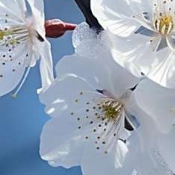 种植 🌼白梅的种植方法1、栽植在南方可地栽，在黄河流域耐寒品种也可地栽，但在北