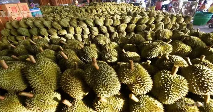 借GACC之力叩响中国超大规模市场：缅甸企业竞相布局