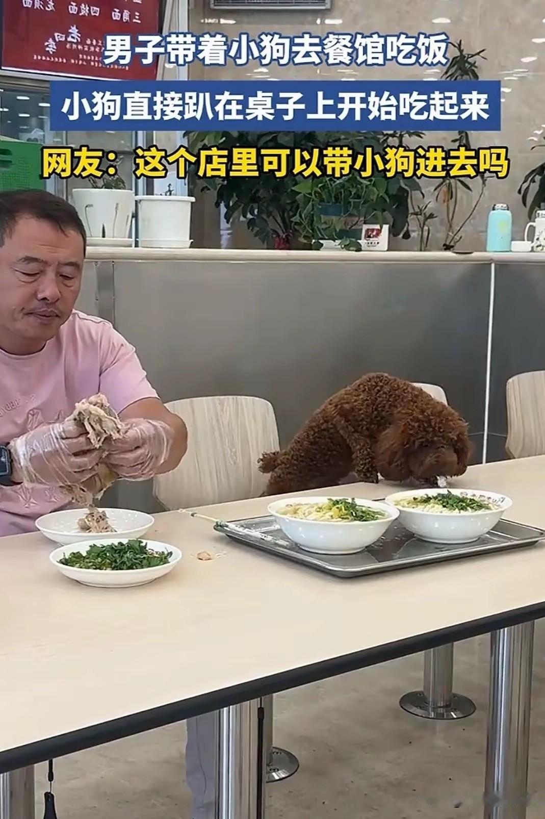 6月16号中午发生在沈阳沈辽东路的老四季抻面馆一起狗狗上桌事件。   


这名