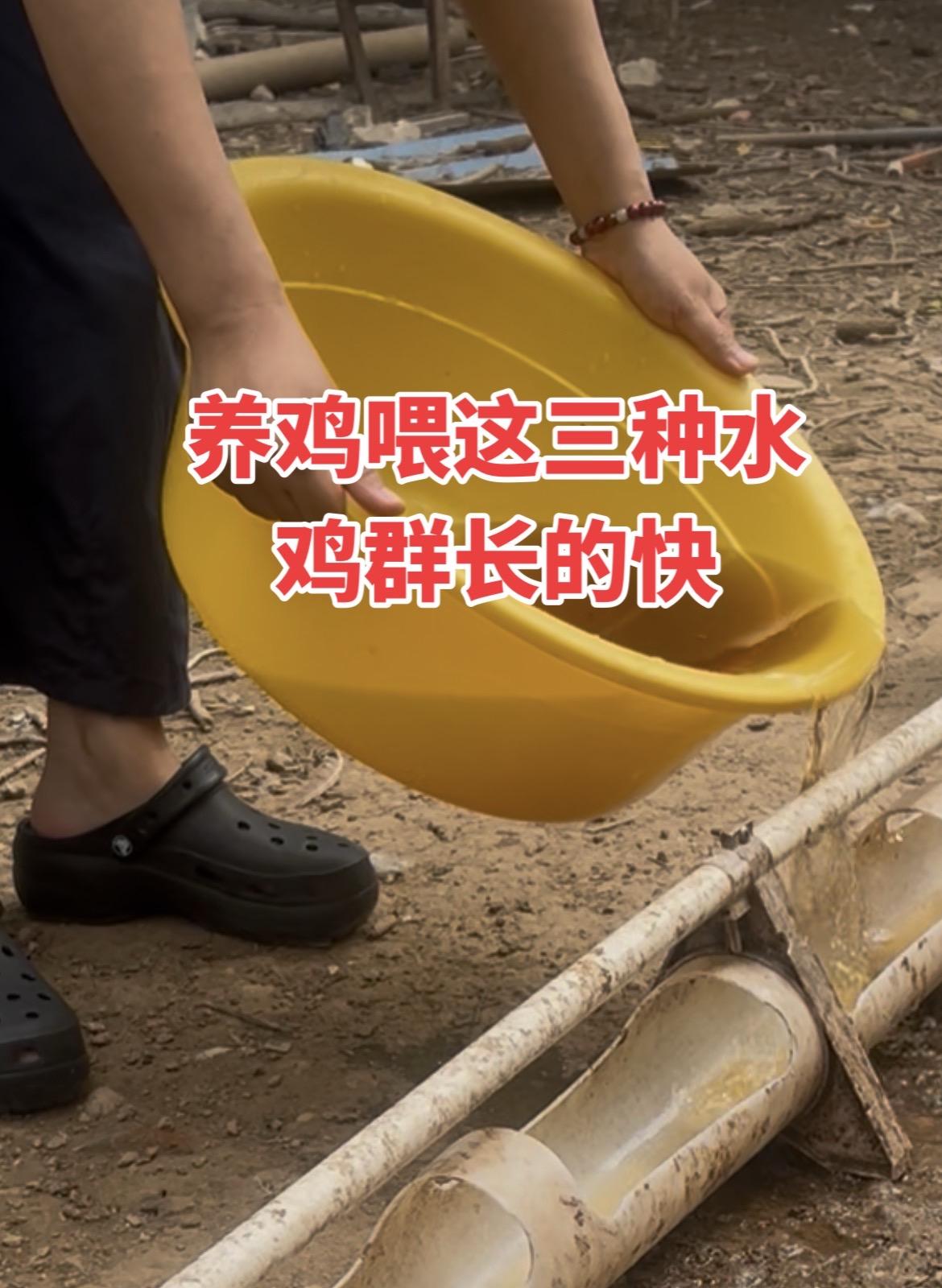 鸡鸭鹅养殖 养鸡人 生态散养土鸡 农村散养土鸡 三农
