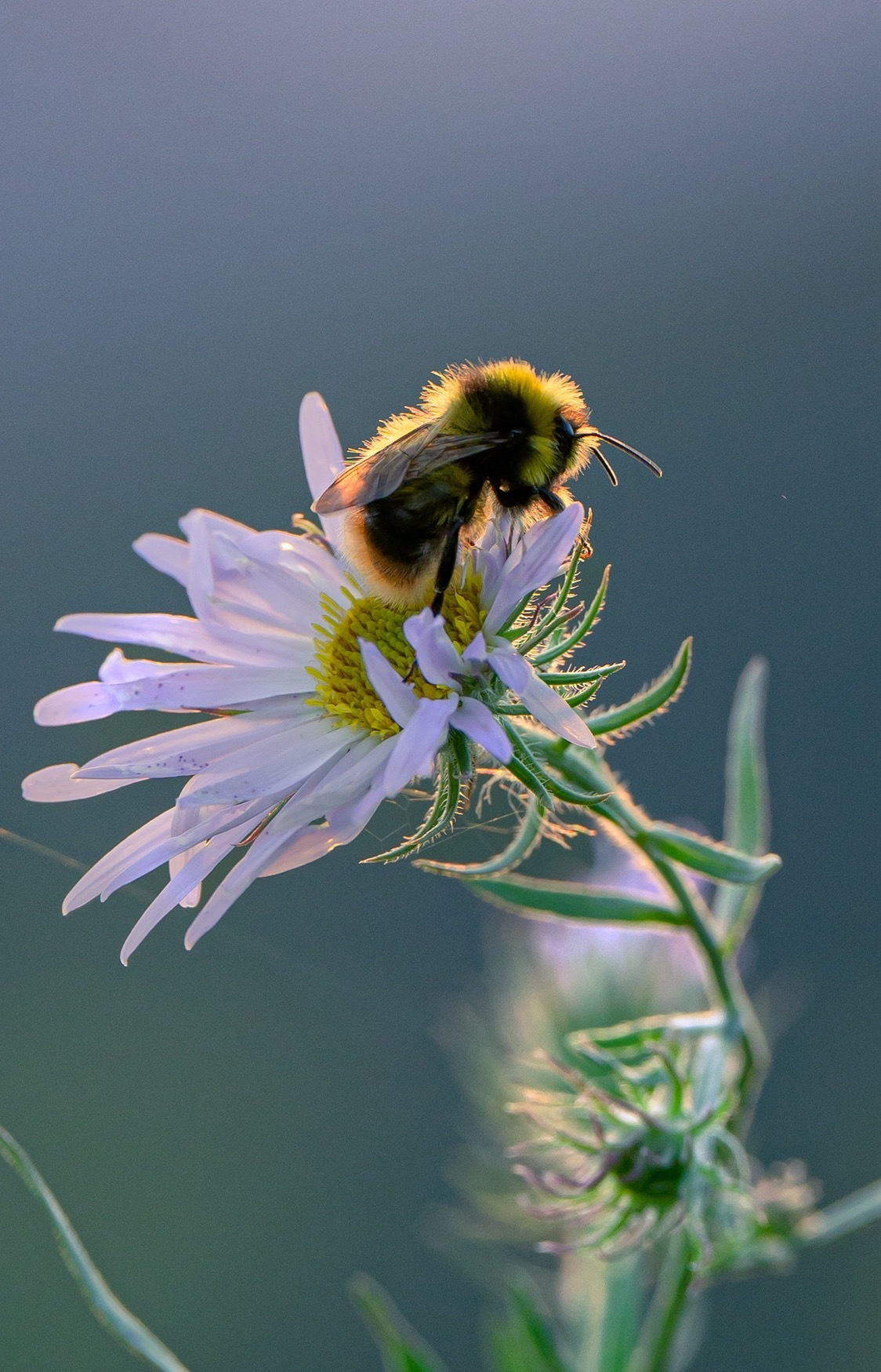 很多人做事情总是找借口，今天太忙，明天太累，后天再说吧，每次总是找借口让自己放弃