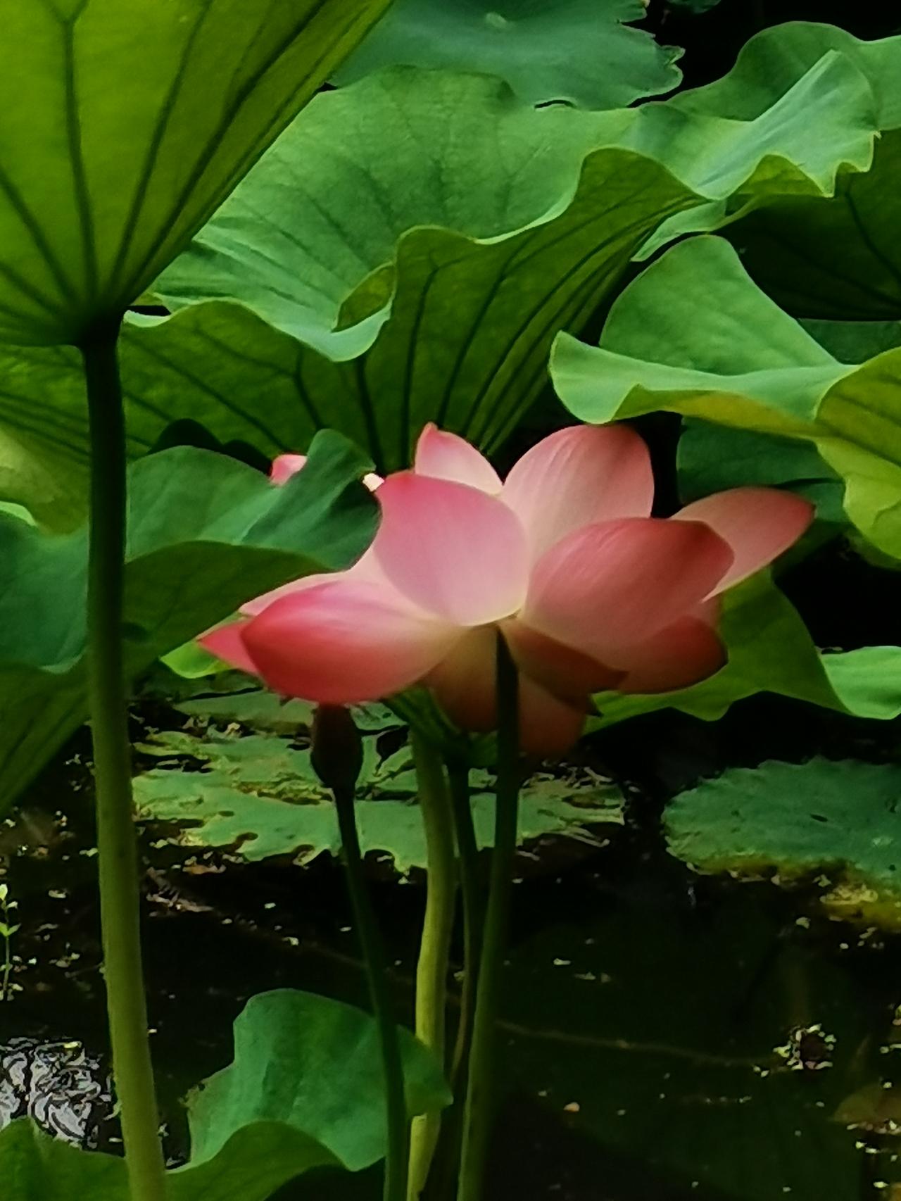 莲花正旺时，荷花盛期已过，赶了个末班车，昨去中山公园小西湖、西南湖观赏夏荷与莲花