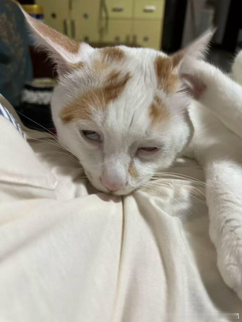50786【丑猫】痒痒的… 