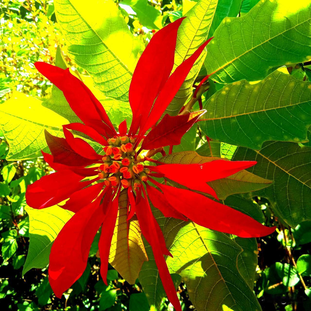 悬崖边上，金凤打完最后一颗子弹。抱着一个恶匪，跳下悬崖，恶匪目瞪口呆。金凤，哀牢