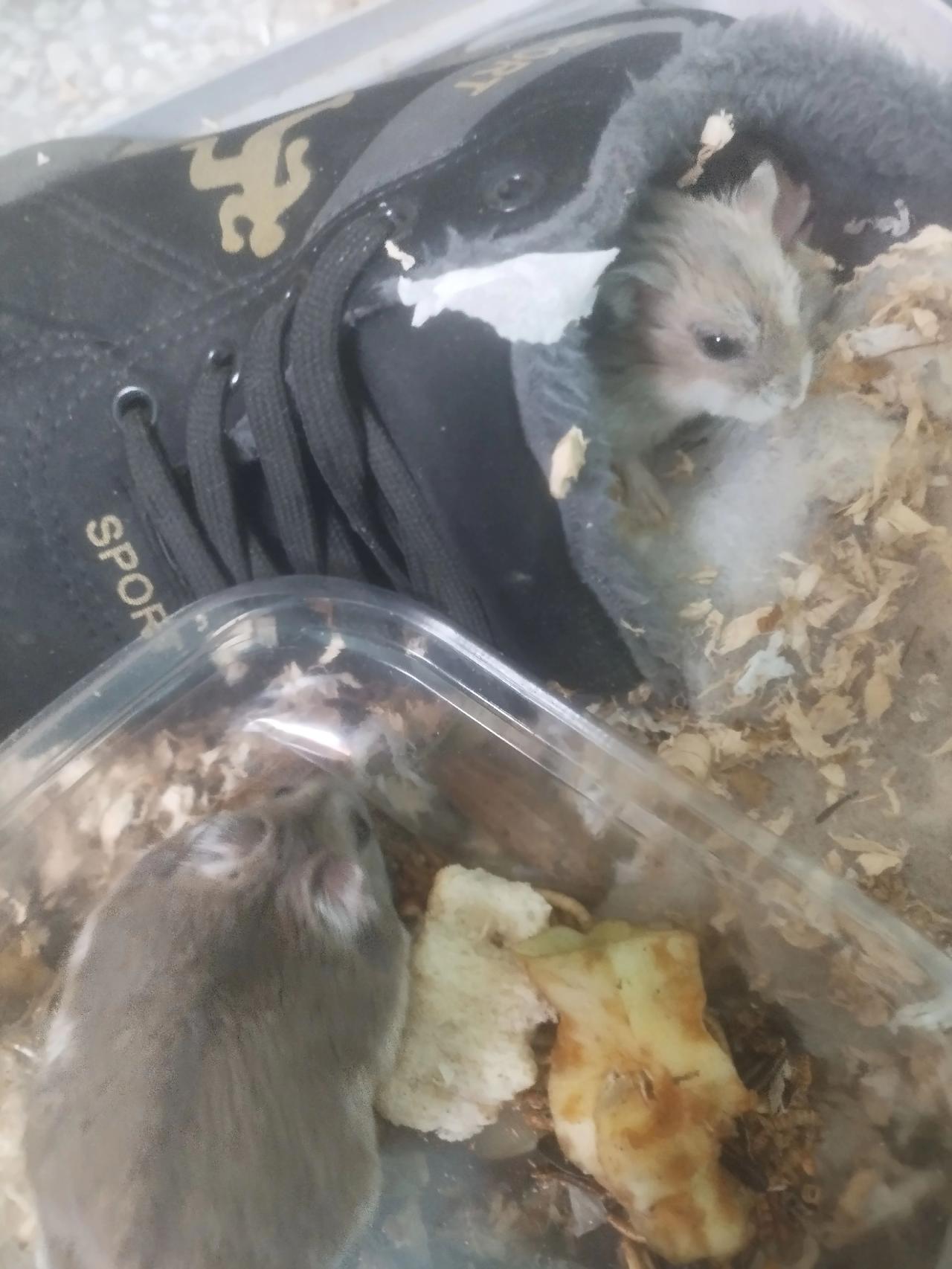 我有小老鼠可以欺负，你有吗