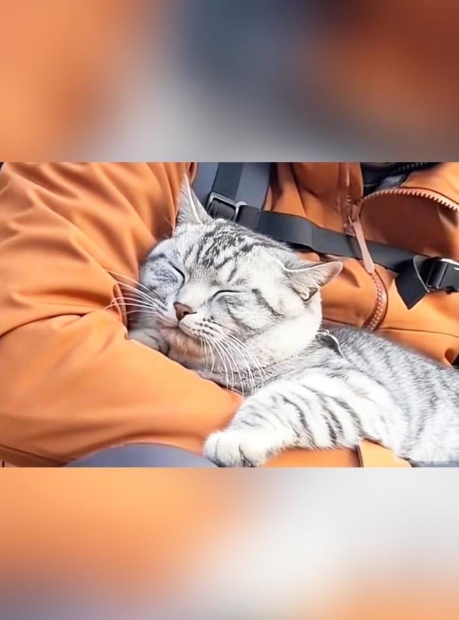 哭笑不得！绝望坡小猫被迫反复爬山，归家之路无限重置
 
河南南太行绝望坡上，一只