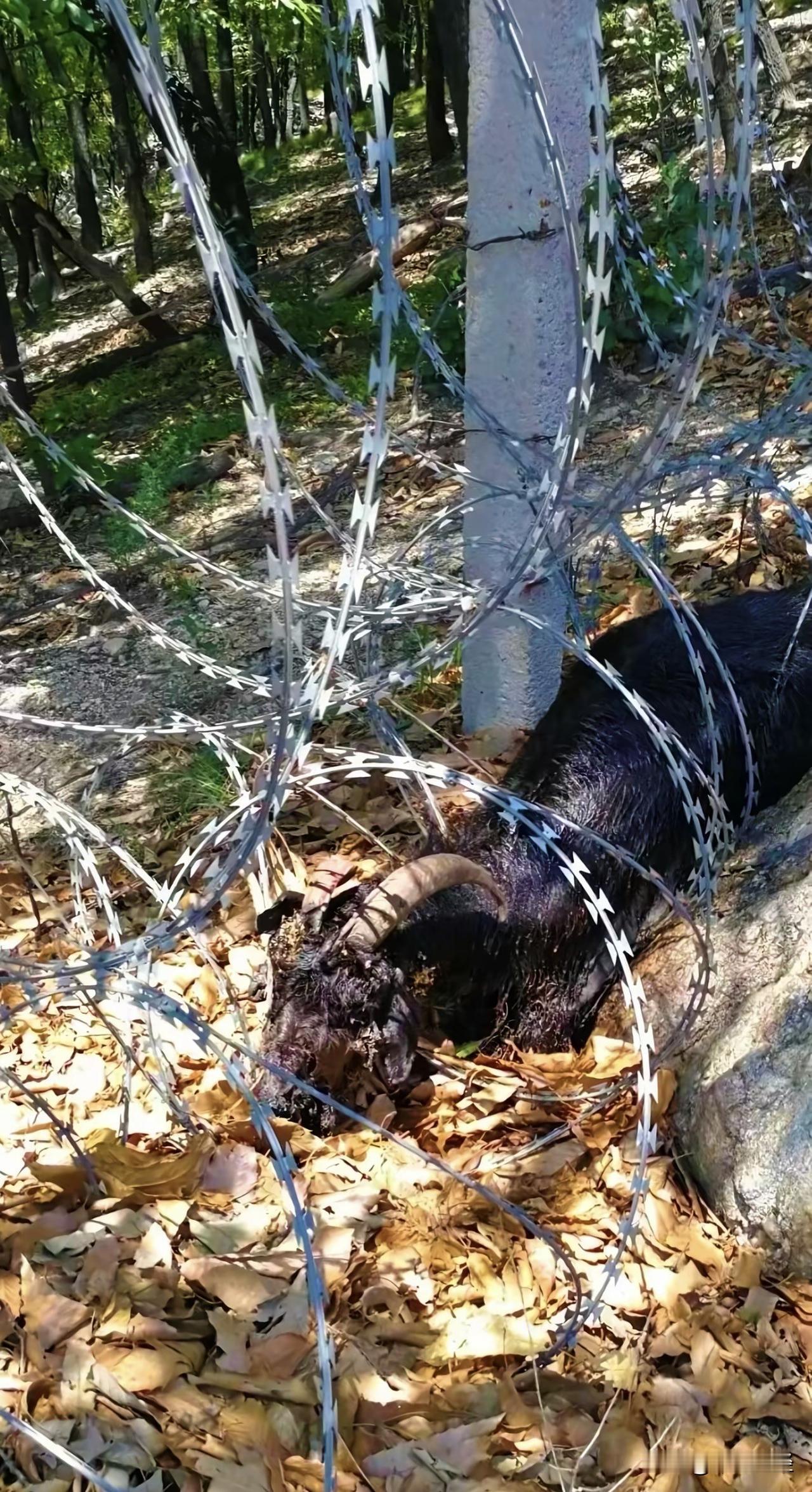 耗资千万、绵延百里，泰山为何选择用“刀片”对待自家人？

泰山这波操作，我真是看