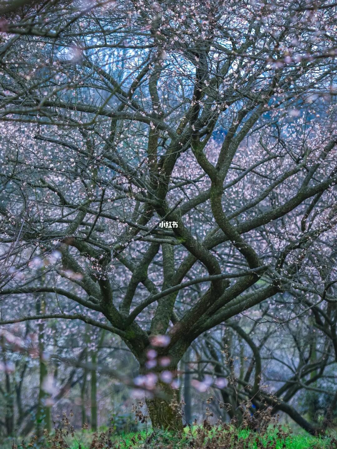 赏梅花？非周末去这里就对了‼️五大摄影点