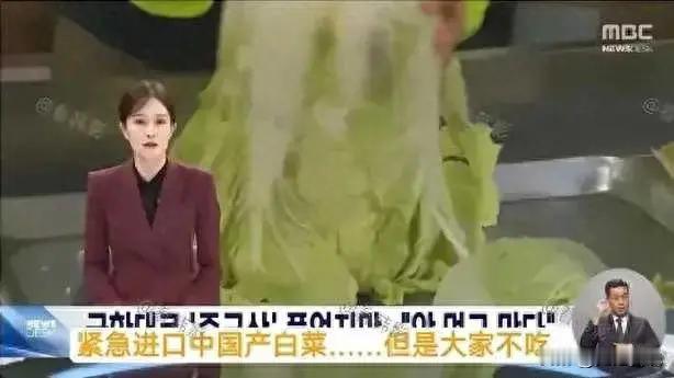 [太阳]嘴比骨头硬！韩国白菜产量严重不足，不得不向中国大量进口，不料韩国民众却认