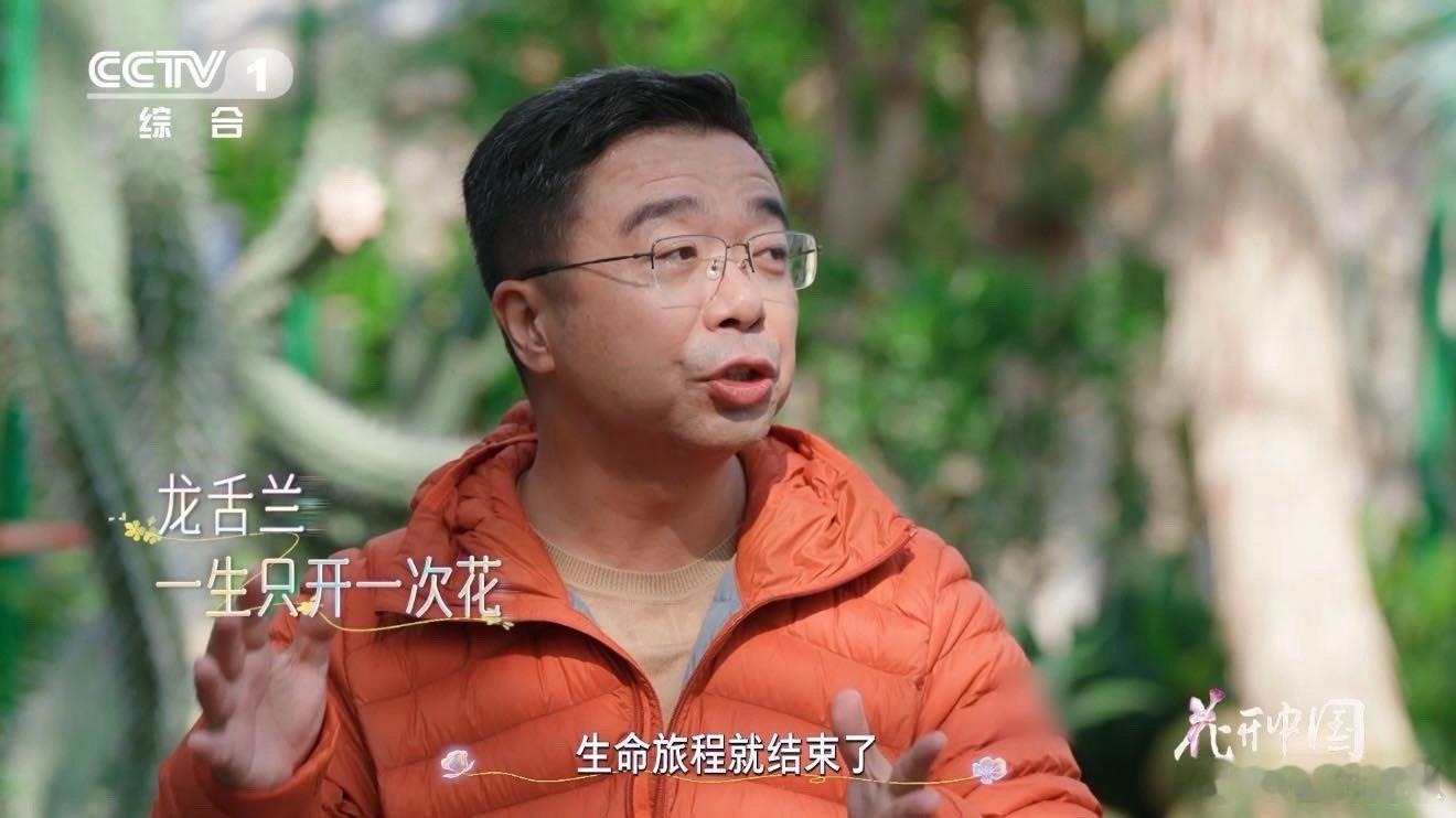 原来这不是芦荟啊龙舌兰一生只开一次花一直认错了！它不是芦荟是龙舌兰，默默扎根数十