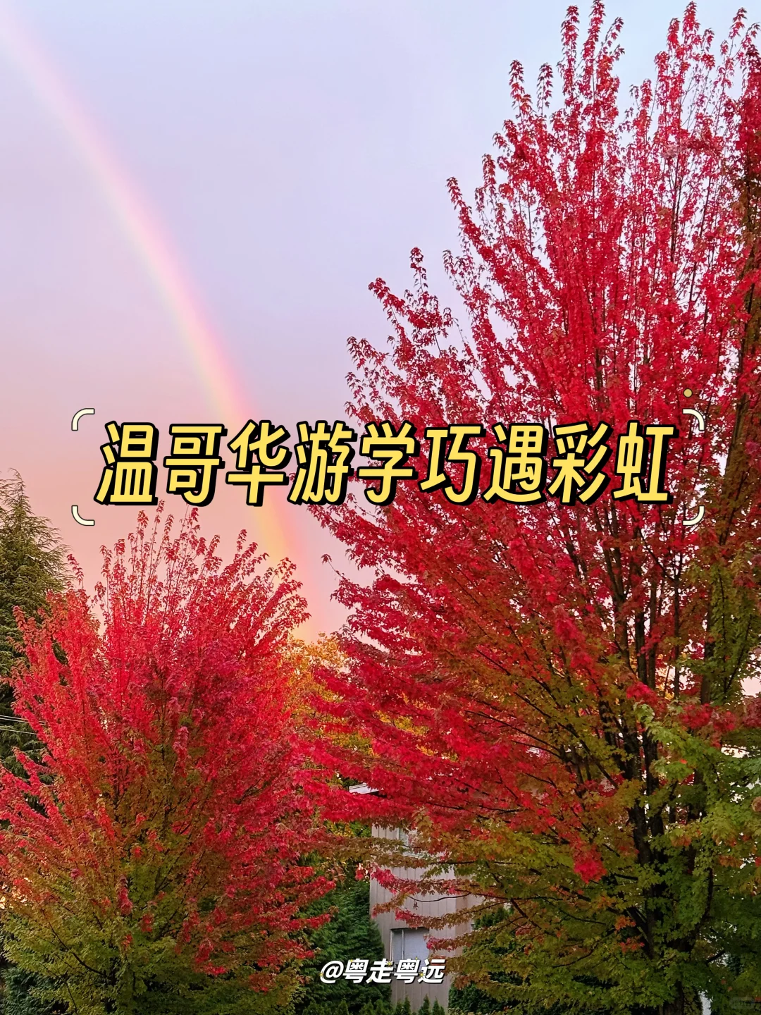 退休一个人去游学 温哥华的彩虹枫叶好惊艳