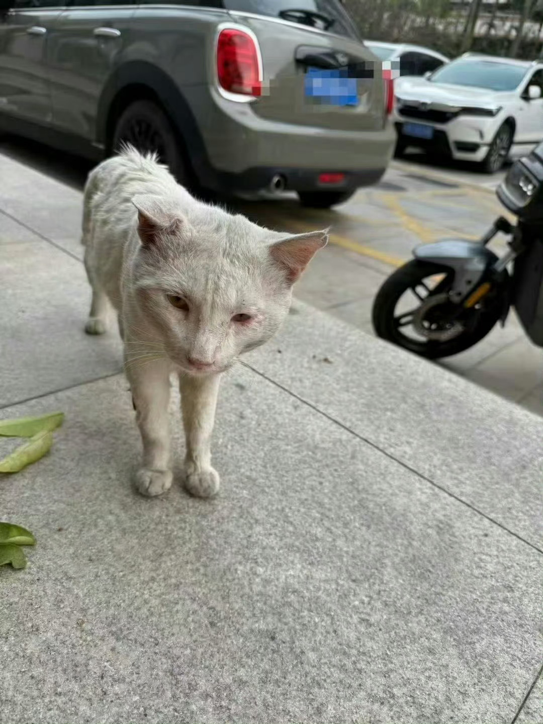 大哥被救后，像不像换了个猫？萌宠