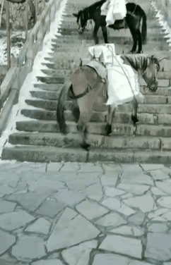 看到这些受累马匹干活的画面，突然想起了以前常听到一句话，比如谁对谁有恩的时候，受