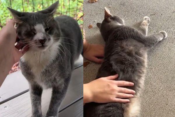 美国马里兰州有只名叫「芬尼根（Finnegan）」的猫咪，过去一年都待在动物保护