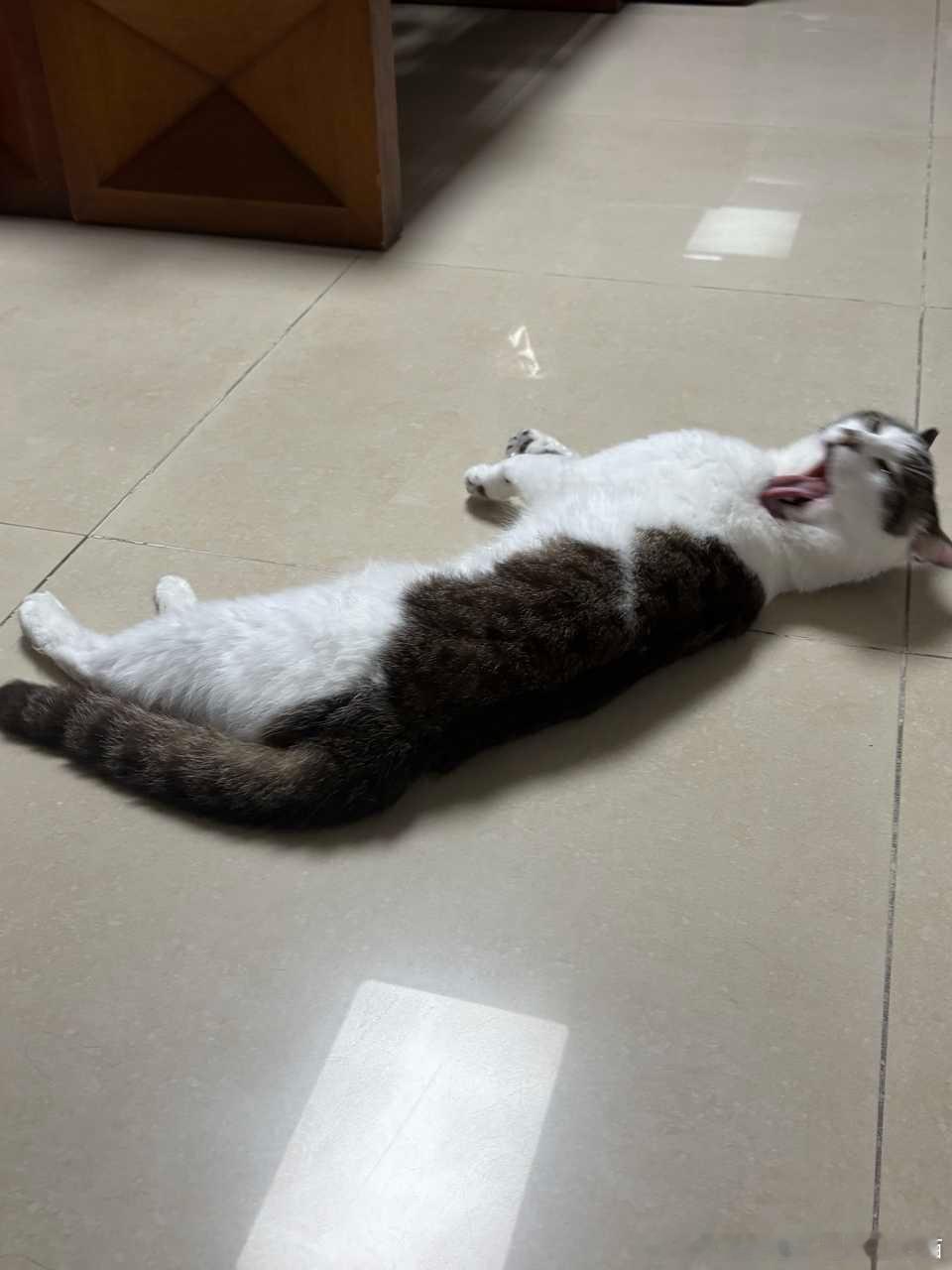 49404【丑猫】好样的小猫就这样狠狠舔舐！
