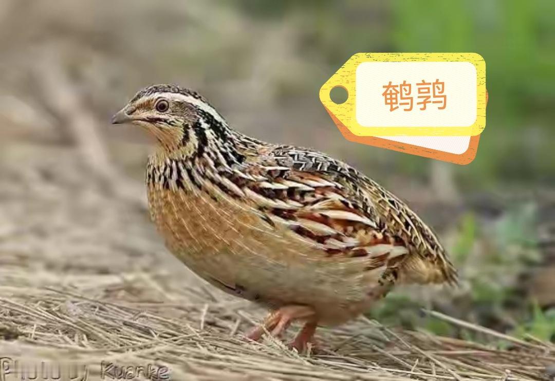 鹌鹑一般身材的宝子能成为花样滑雪翘楚？[奸笑]谷爱凌但凡用正眼看她一下就算她输[