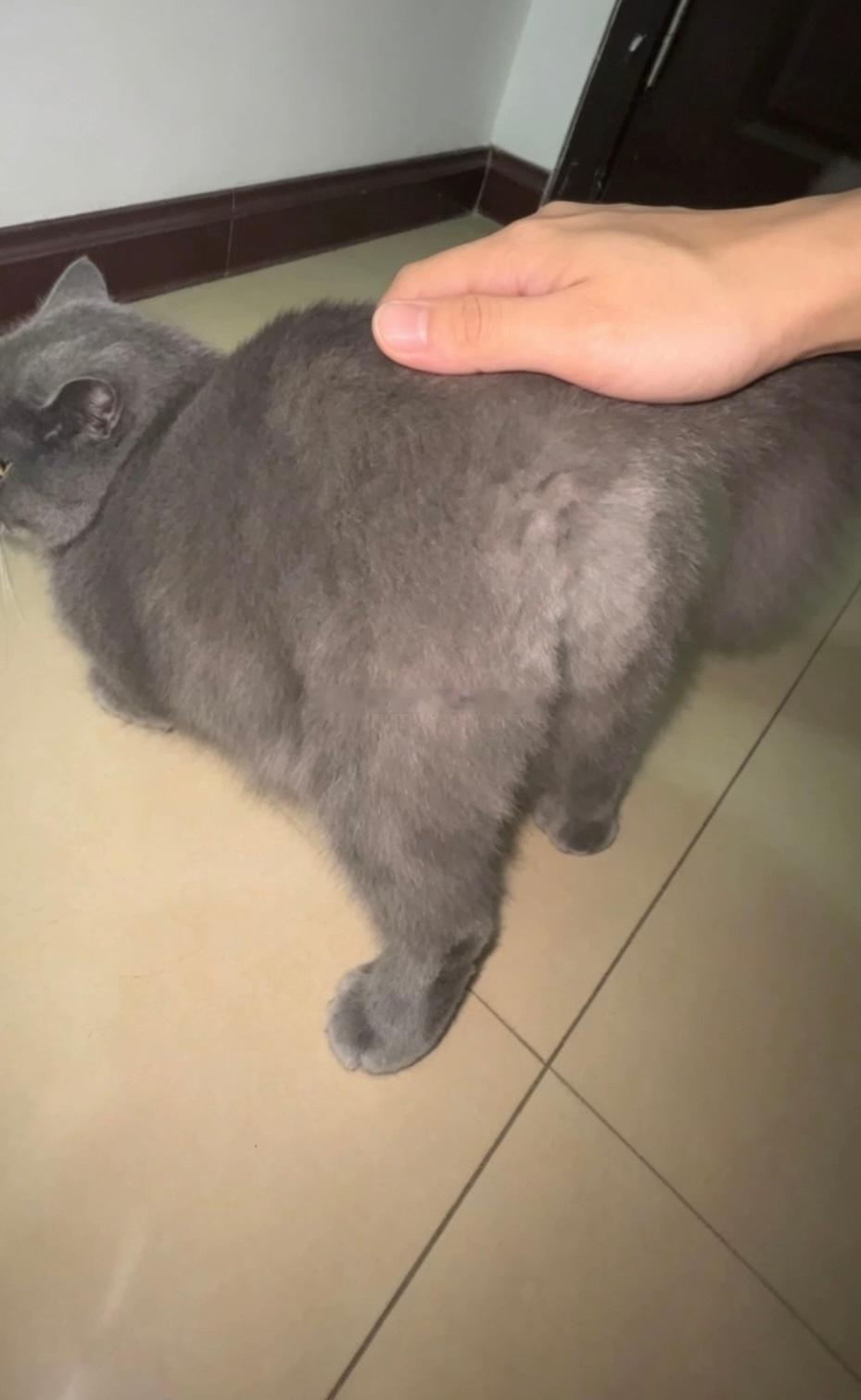 他的小猫看起来很m