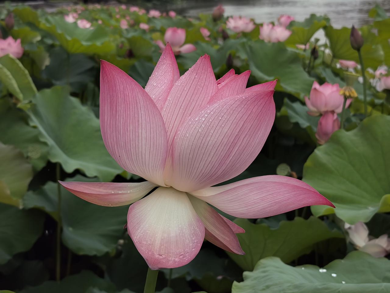 荷花组图（三）