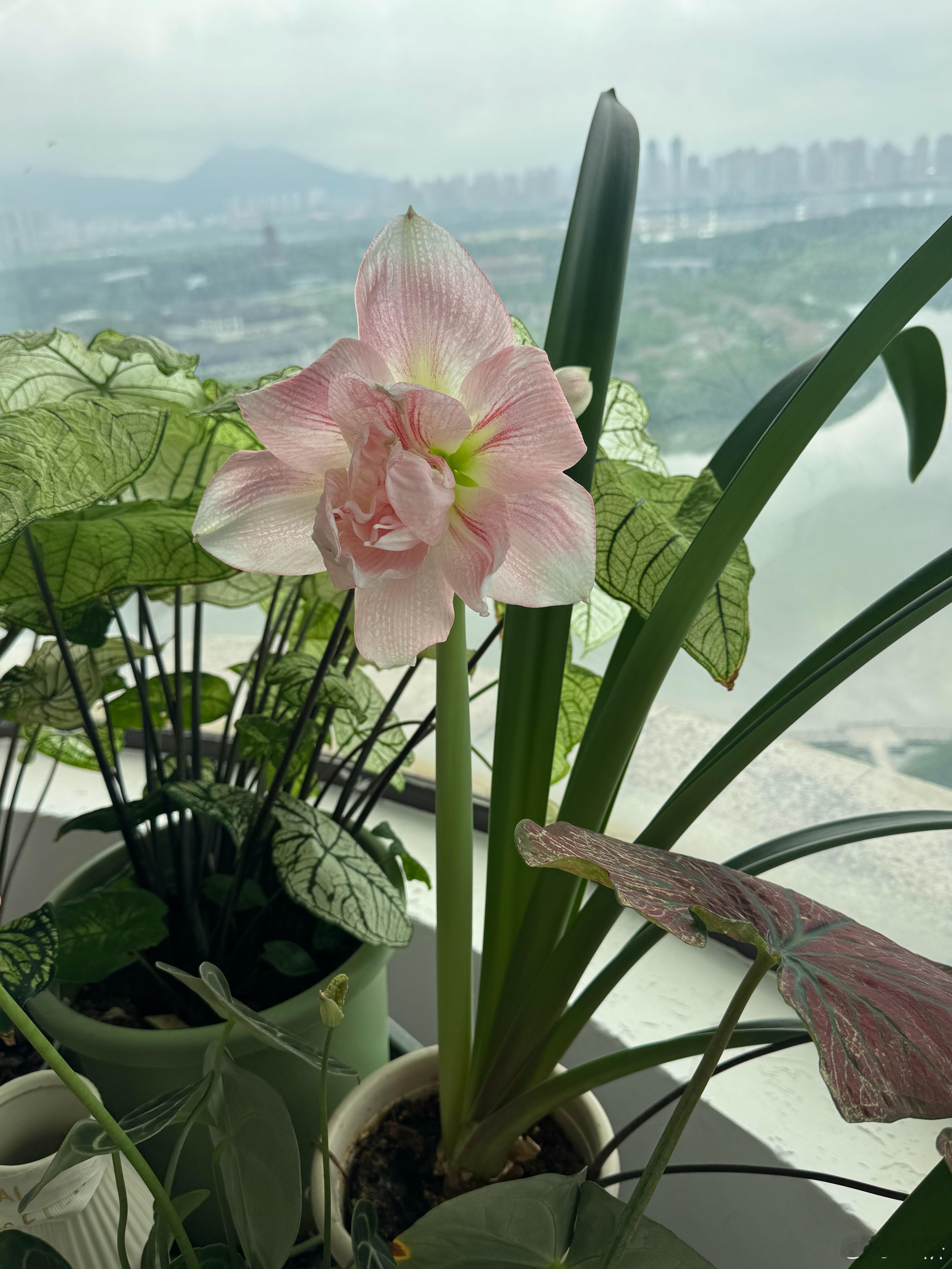 南非朱顶红终于开花啦，而且还有这么多个花苞，粉粉的好漂亮～ 