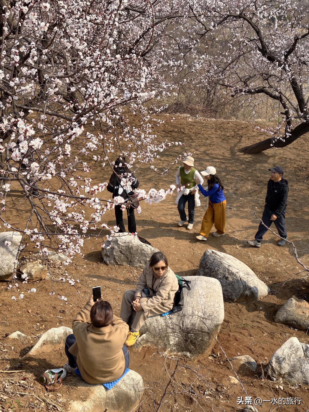 这几天刷抖音，被青州一个小山村-薄板台的杏花所吸引。昨天周六，好友相约，自驾薄板