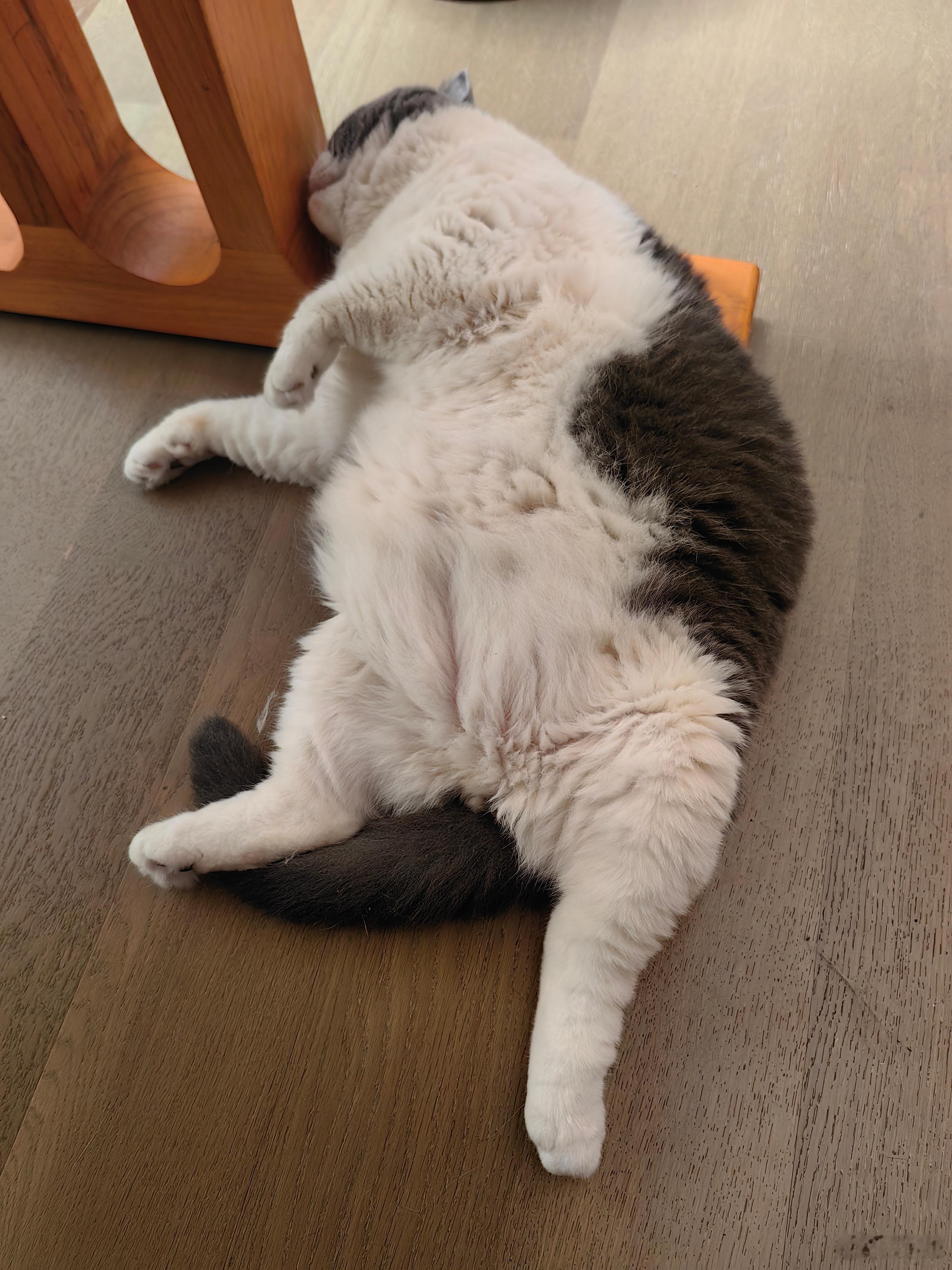 哎……你好歹睡得像一只猫呀！ 
