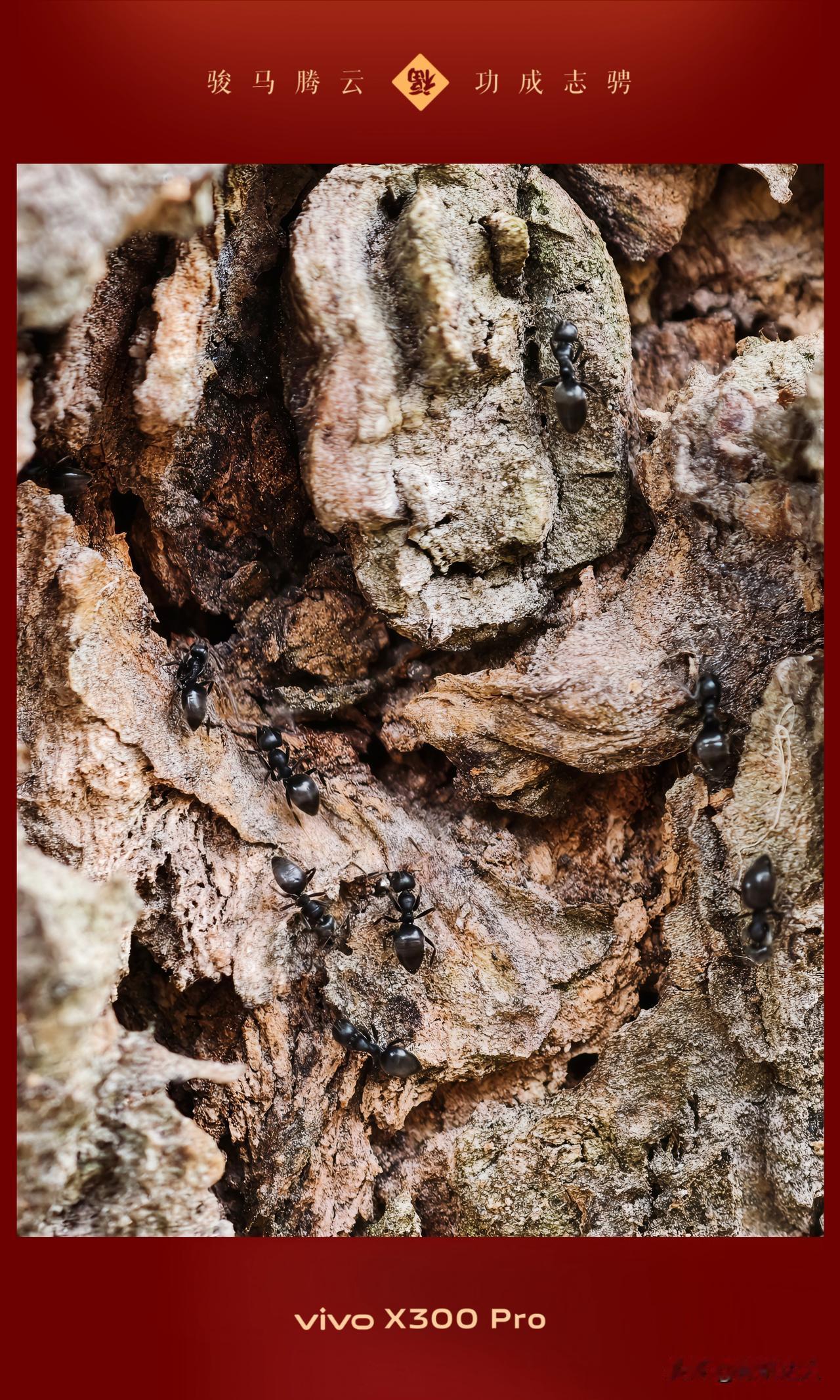 新春第一拍，没有去追人山人海，而是蹲在树下看蚂蚁搬家。

X300 Pro的微距