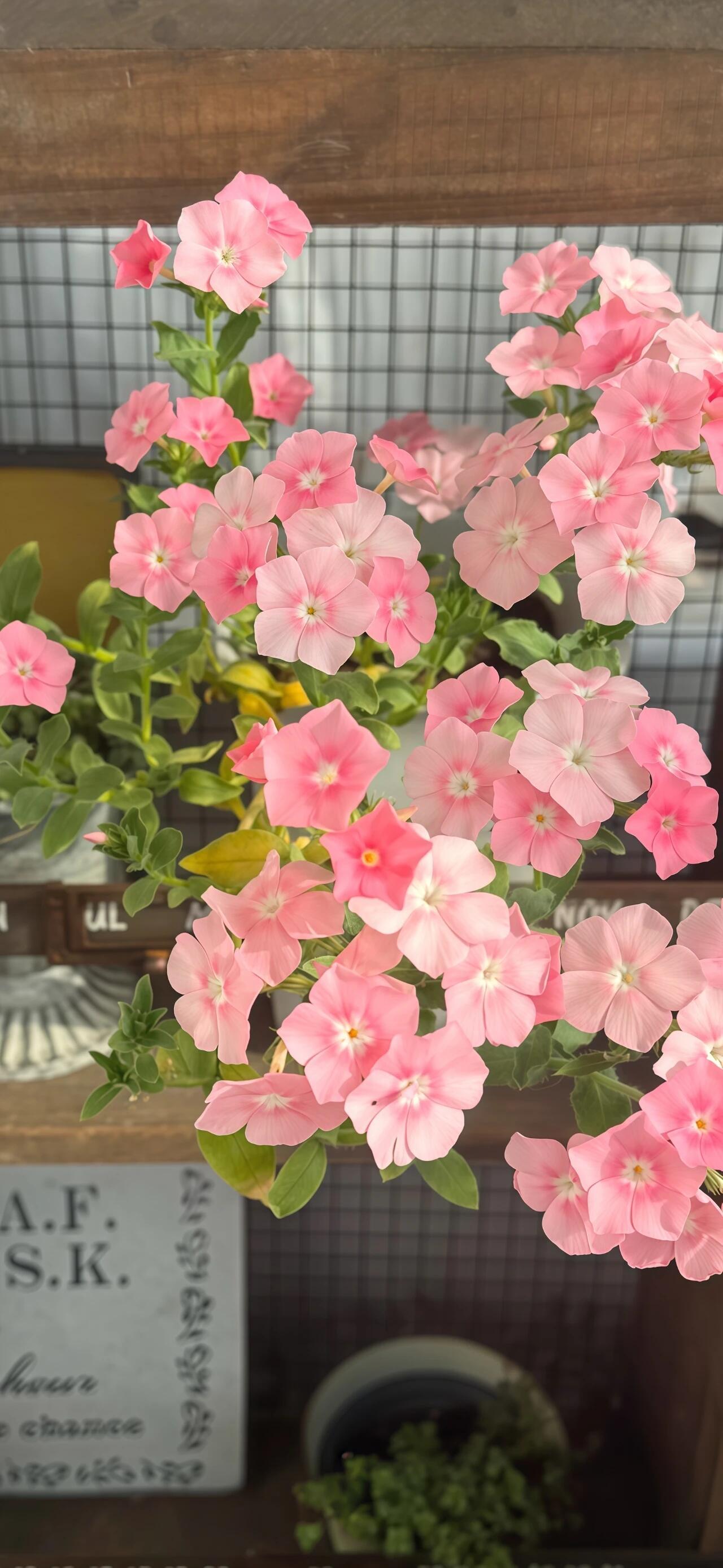 丰富一下夏日新壁纸吧 ‪.ᐟ‪.ᐟ 