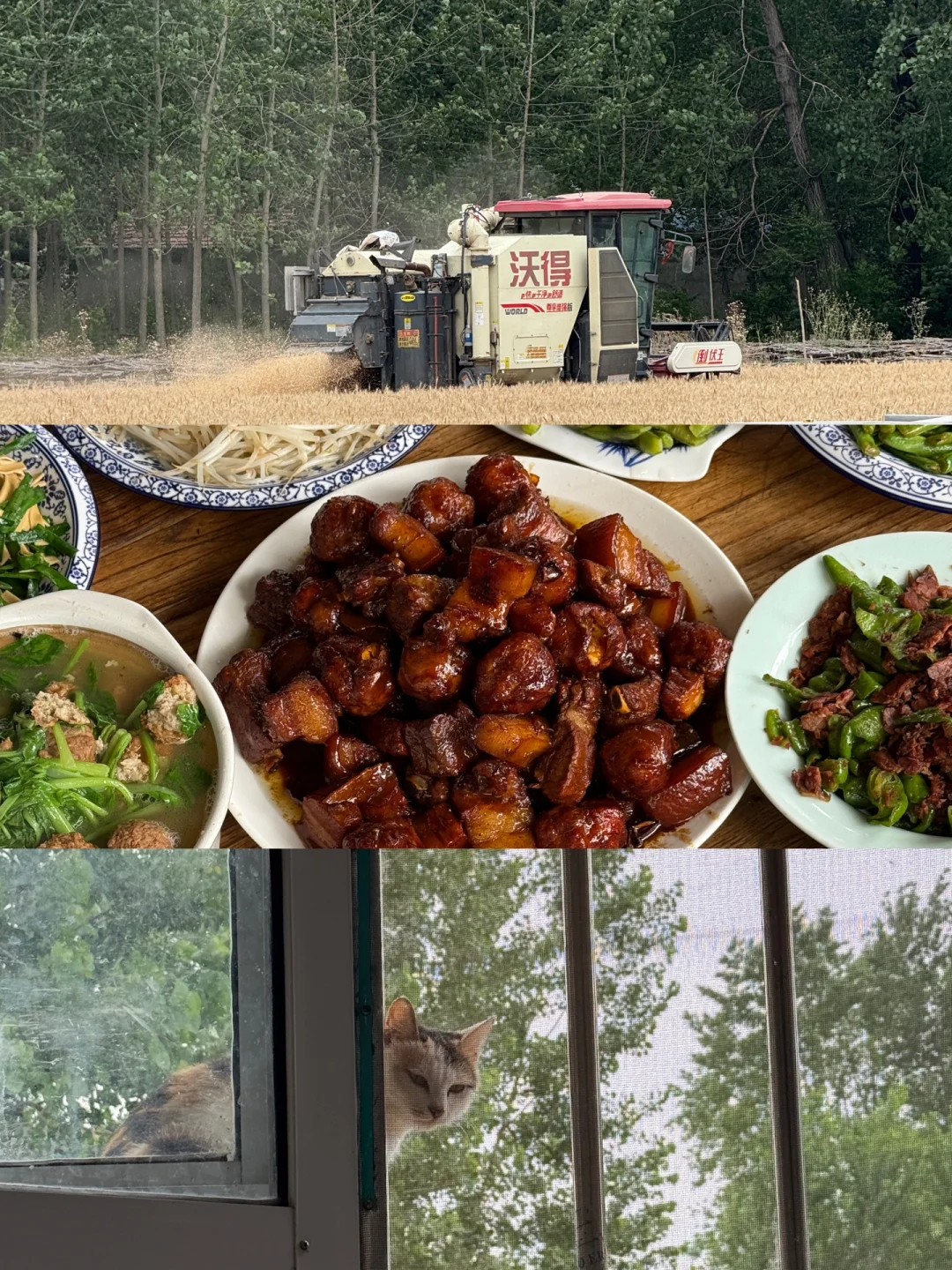 奶奶家的慢生活，是我的解放日志