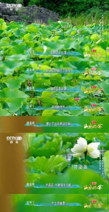云南一村集齐300多种荷花于适万亩荷塘中找到稀有款普者黑的夏天也太会浪漫了吧！撑