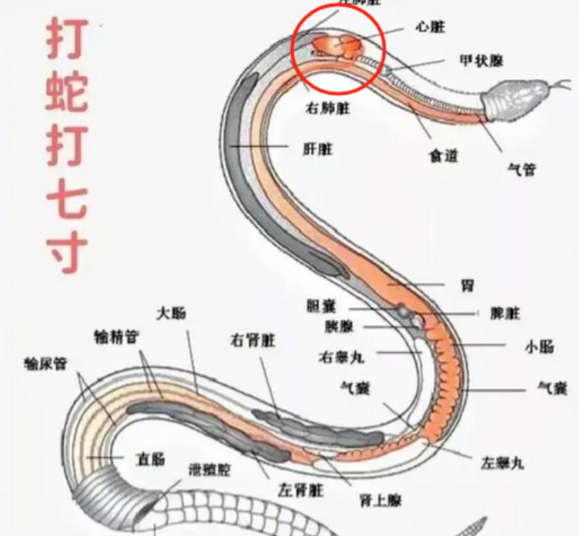 打蛇不打头！很多人都不懂，野外遇到蛇千万别打头，这有可能会让自己陷入陷阱，其实蛇