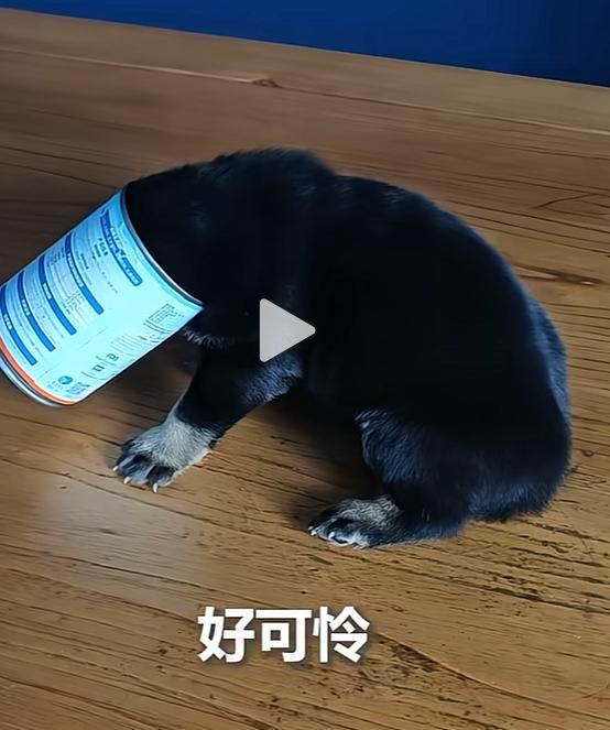 笑不活了！江西，一只小狗把头伸进罐头里偷吃，结果脑袋卡进去拔不出来了，主人无奈只