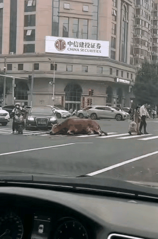 股民对那辆奔驰群情激愤，怒不可遏!
股民1：牛进证券公司去上会儿班，就那么难吗？