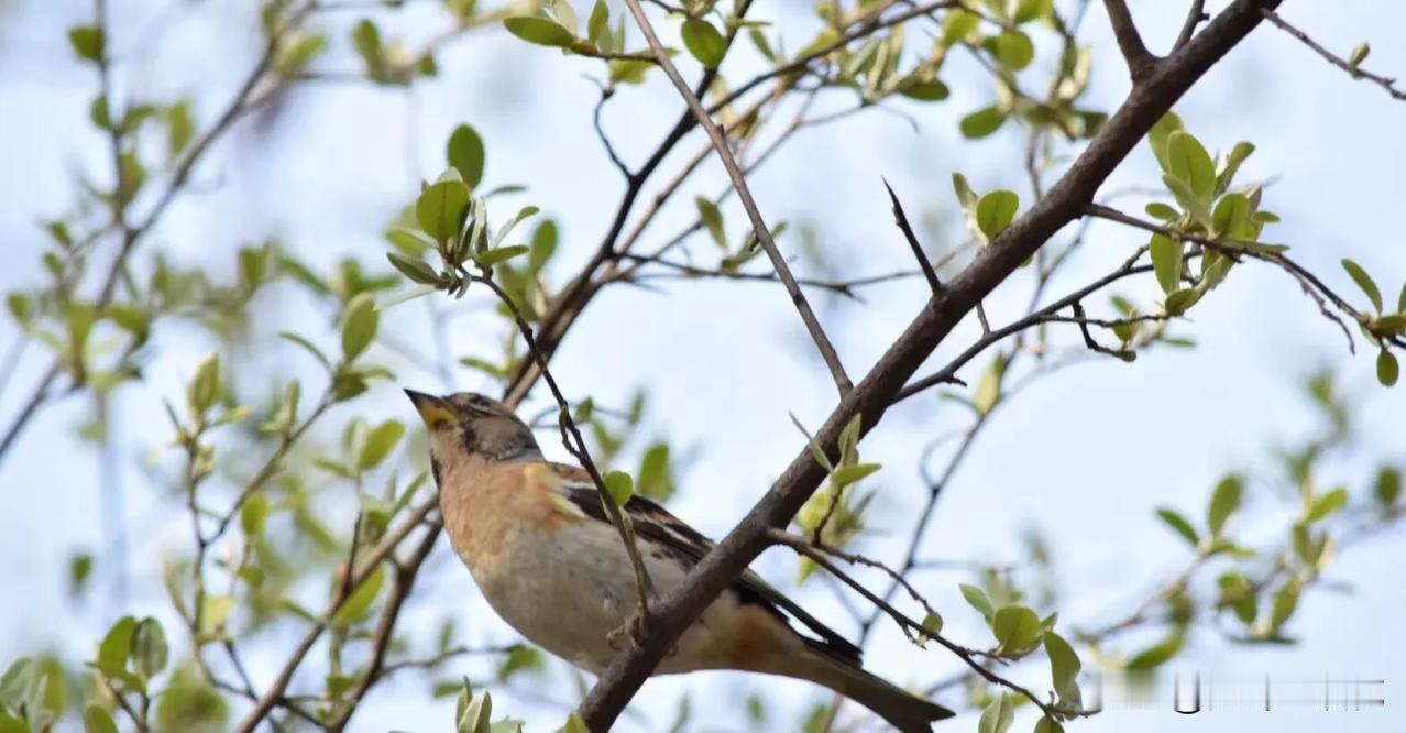 中国建筑，什么情况？

中国建筑年报将出，分红情况如何即将披露，根据历年的分红表