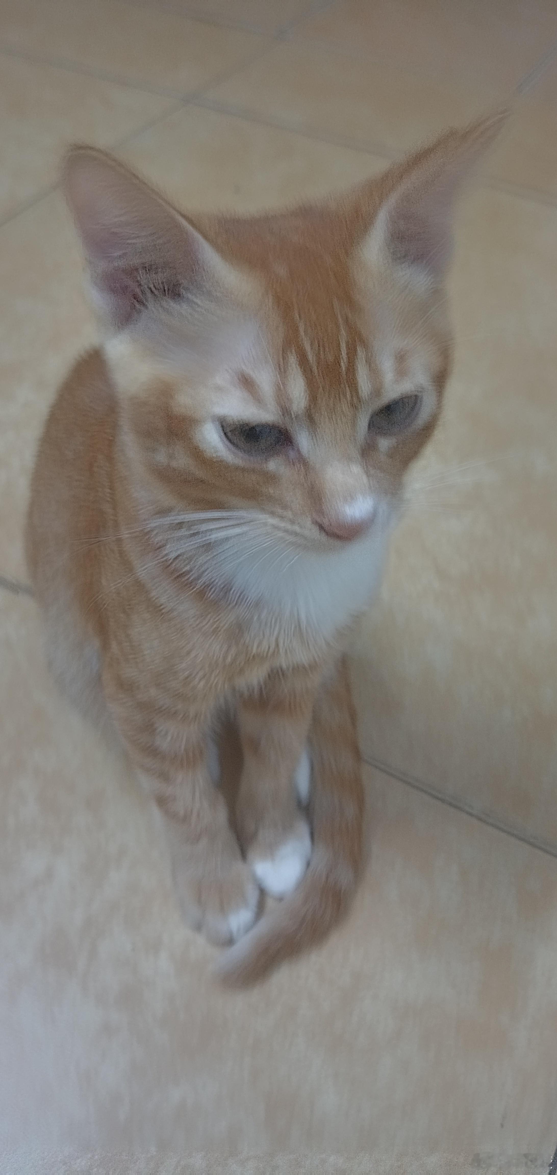 我立我家黄猫🐱为太子，因为它特别听话，我叫它它会温柔的回答我，我让它不要进卧室